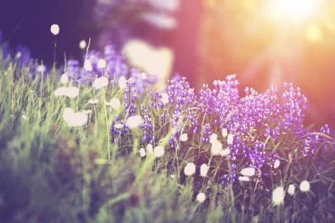 Spring wildflowers scenery 스톡 사진