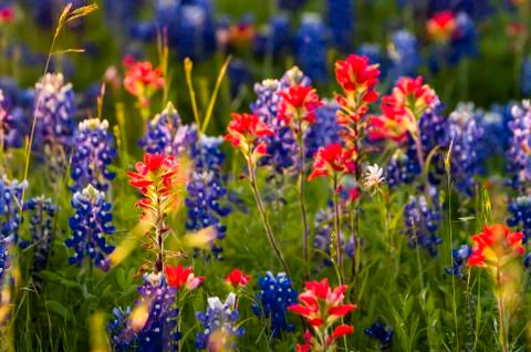 Spring Wildflowers in Texas Stock Photos