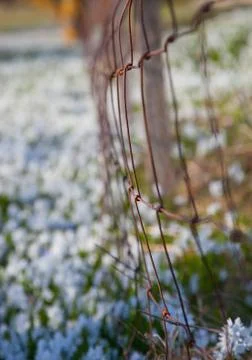 Spring wildflowers.GN Stock Photos
