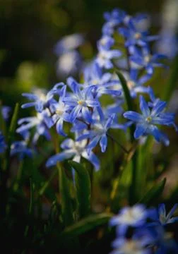 Spring wildflowers.GN Stock Photos