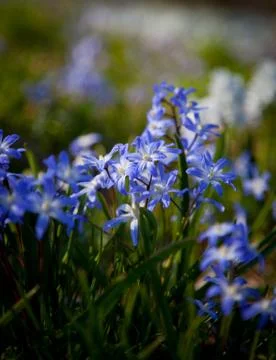 Spring wildflowers.gn Stock Photos