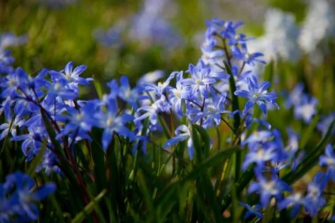 Spring wildflowers.GN Foto stock