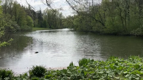 Spring Wildlife and Reflective Water in Amsterdamse Bos Nature Park Stock-Footage 334150387