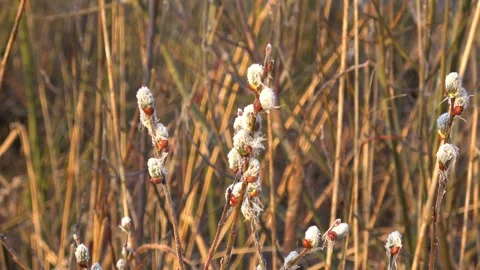 Spring willow 01 Stock Footage 270344778