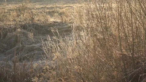 Spring willow 02 Stock Footage 270344785