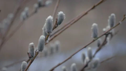 Spring willow background, willow buds on the tree Stock Footage 155129094