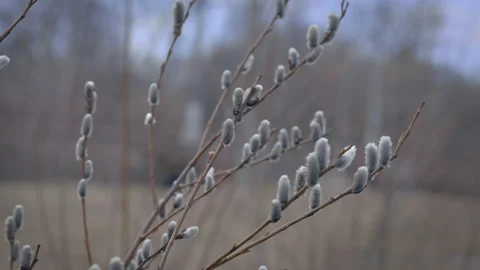 Spring willow background, willow buds on the tree Stock Footage 155129174