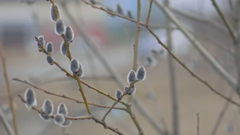 Spring willow background, willow buds on the tree Stock Footage 155129227
