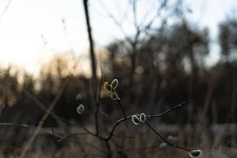 Spring Willow Bloom: The Start of a New Season Stock Photos