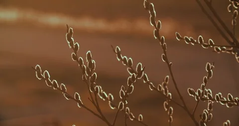Spring Willow blooms, Fluffy willow leaves at sunset in the light Stock Footage 126625294