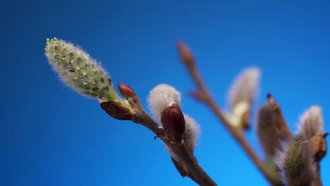 Spring Willow blooms, time-lapse Stock Footage 105718530