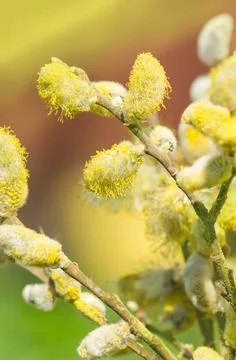 Spring willow branch background. Stock Photos