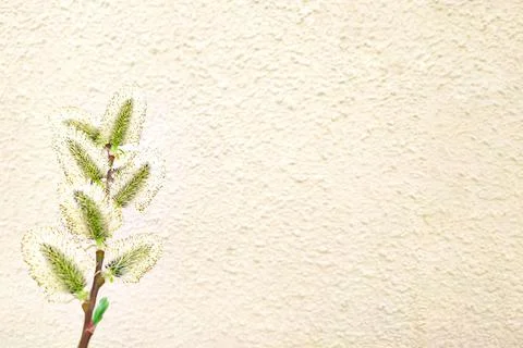 Spring willow branch with catkins springtime nature background Stock Photos
