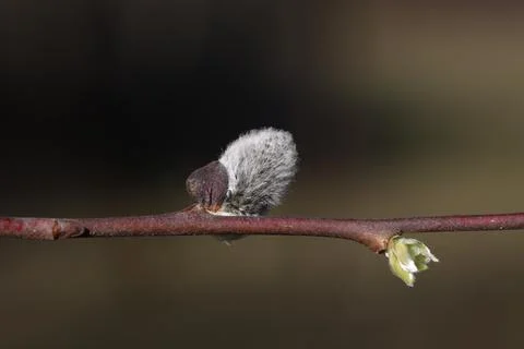 Spring. Willow branch with white fluffy buds Stock Photos