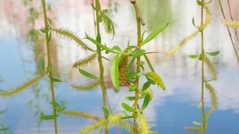 Spring willow branches against the backdrop of water on a sunny day. Beautiful Stock Footage 154294495
