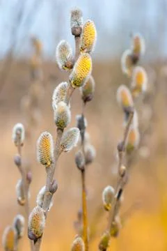 Spring willow branches bright yellow flowers Stock Photos