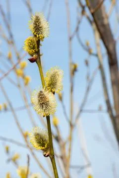 Spring willow branches bright yellow flowers Stock Photos