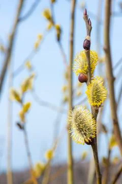 Spring willow branches bright yellow flowers Stock Photos