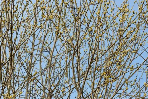Spring willow branches bright yellow flowers Stock Photos