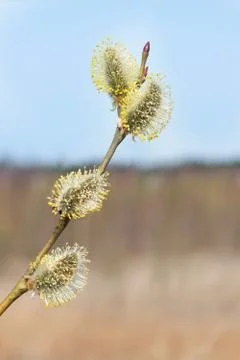 Spring willow branches bright yellow flowers Stock Photos