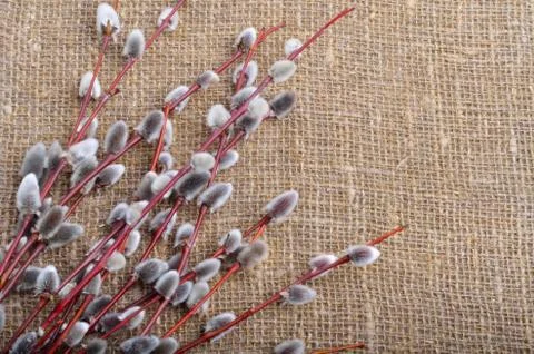 Spring of willow branches with fluffy catkins Stock Photos