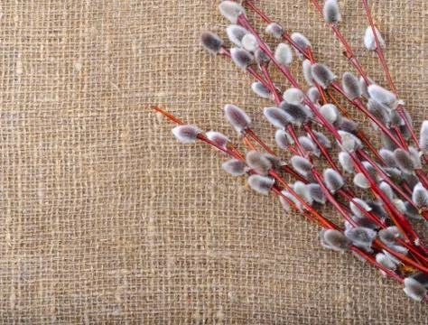 Spring of willow branches with fluffy catkins Stock Photos