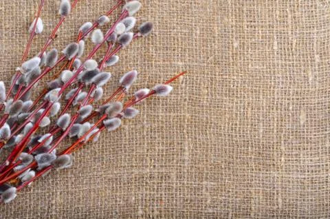 Spring of willow branches with fluffy catkins Stock Photos