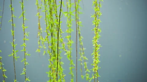 Spring Willow Branches With Fresh Green Buds swaying Over Calm Water Surface Stock Footage 342321526