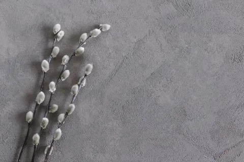 Spring willow branches on a grey background. Minimal concept.  Flat lay. Plac Stock Photos
