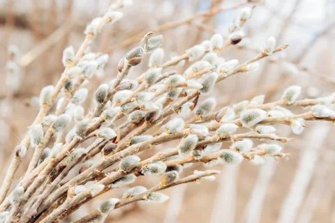 Spring willow branches Stock Photos