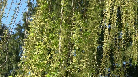 Spring willow branches. Spring willow tree in bloom. Stock Footage 105584738