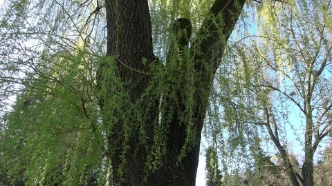 Spring willow branches. Spring willow tree in bloom. Video stock 106004709