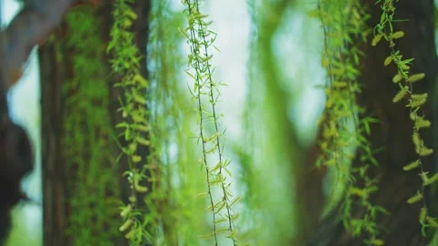 In spring, willow branches sprout and flutter in the wind Stock Footage 256899418