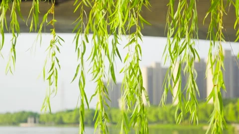 Spring willow branches swaying gently in the warm sunlight near a city park 스톡 동영상 342000673