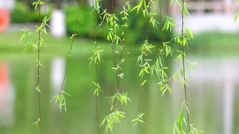Spring Willow Branches Swaying Gently Over A Calm River In The Rain Stock Footage 342001038