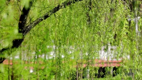 Spring Willow Branches Swaying Gently in the Breeze Under Natural Sunlight Stock Footage 342001240
