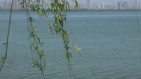 Spring willow branches swaying over a calm lake with city skyline background Stock Footage 347066248