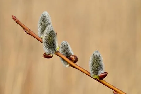Spring. Willow catkins closeup Stock Photos