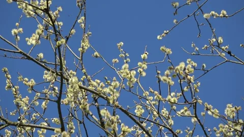 Spring willow fluffy blossoms and bees on sky background Video stock 168507164