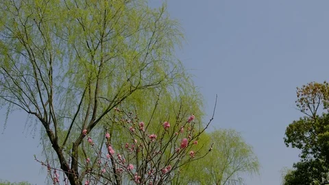 Spring willow forest and pink peach blossoms Stock Footage 108977391