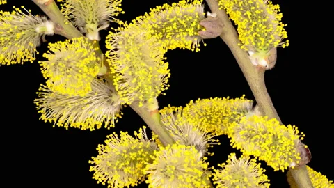 Spring Willow Opening Yellow Fluffy Buds Stock Footage 128146683