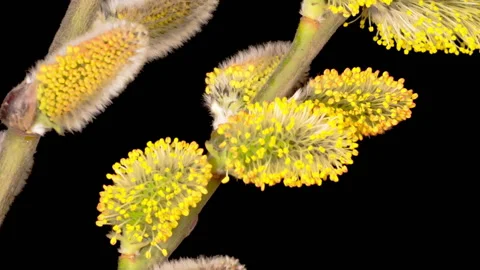 Spring Willow Opening Yellow Fluffy Buds Stock Footage 128639506