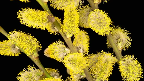 Spring Willow Opening Yellow Fluffy Buds Stock Footage 137853815