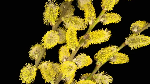 Spring Willow Opening Yellow Fluffy Buds Stock Footage 138653382