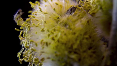 Spring Willow Pest: Small Caterpillar Infesting Pussy Willow Catkin. Stock Footage 331805586