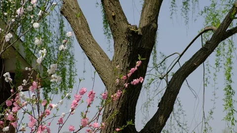 Spring willow professional floats pink peach blossoms Stock Footage 108977518