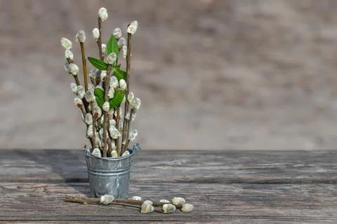 Spring willow seals.Willow twigs in a decorative bucket on a wooden shelf.V.. Stock Photos