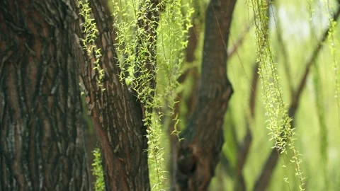 Spring - willow sprouts, willow leaves flutter Stock Footage 256900302