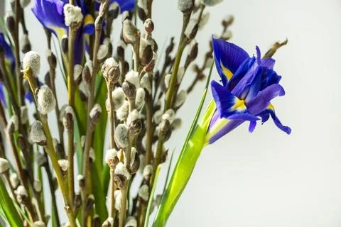 Spring willow tree in bloom with iris flowers bouquet. Pussy willow twigs w.. Stock Photos