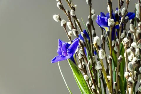 Spring willow tree in bloom with iris flowers bouquet. Pussy willow twigs w.. Stock Photos